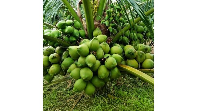 BÓN PHÂN CHO DỪA THU HOẠCH QUANH NĂM
