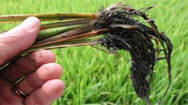 Cách khắc phục ngộ độc hữu cơ trên lúa