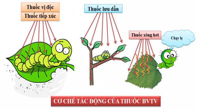 Cơ chế tác động của thuốc bảo vệ thực vật