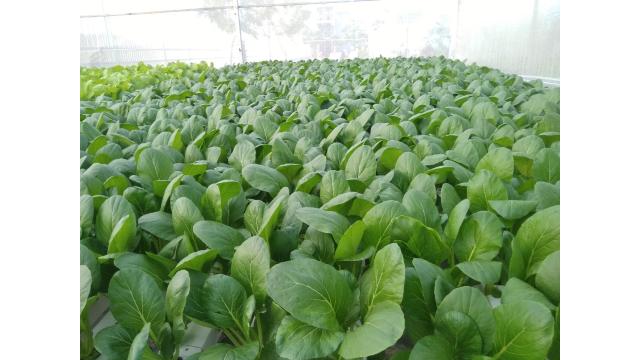 KỸ THUẬT TRỒNG CẢI THÌA