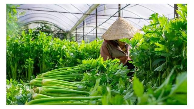 KỸ THUẬT TRỒNG CẦN TÂY